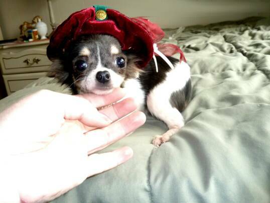 california teacup chihauhua