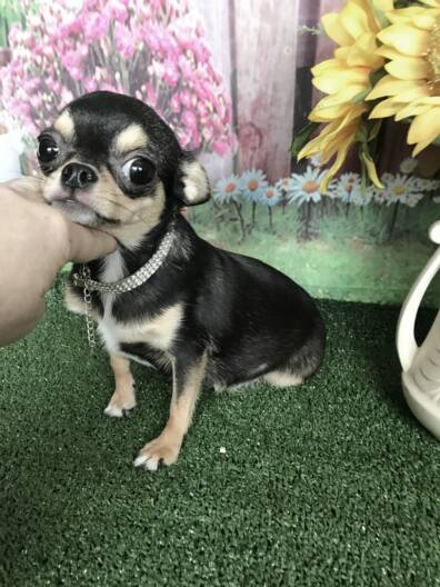 apple face chihuahua for sale