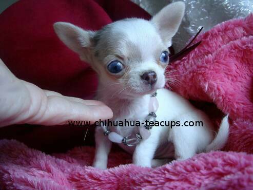 teacup chihuahuas puppies for