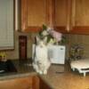 Our cat, Fluffy, in the kitchen. I think I'll clean the counters once he's finished cooking!